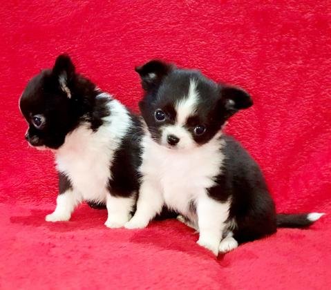 גורים צ'יוואווה מיני , זכרים