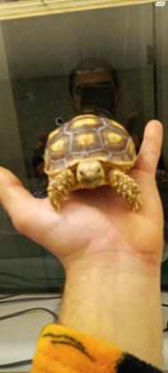 צב סודני בן כ10 חודשיים