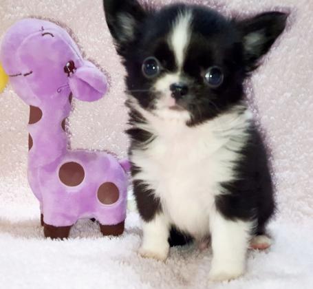 גורים צ'יוואווה מיני , זכרים