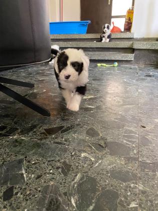 המלטה נדירה של רועה צאן אנגלי