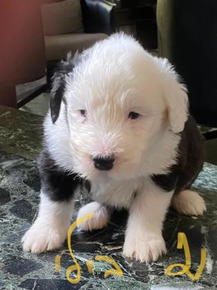 המלטה נדירה של רועה צאן אנגלי