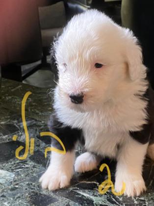 המלטה נדירה של רועה צאן אנגלי