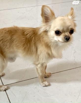 צ״יוואווה ארוך שיער גזעי מיבוא