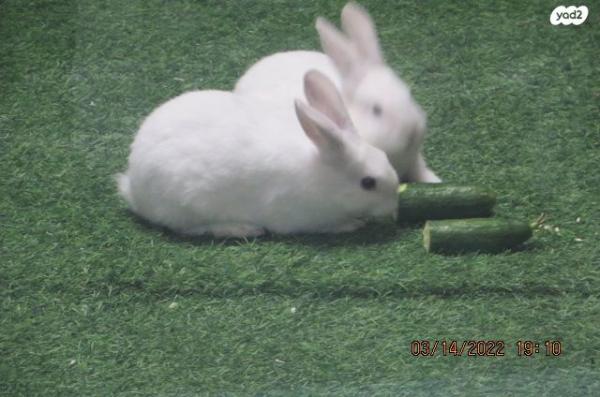 ארנבים יפים למכירה