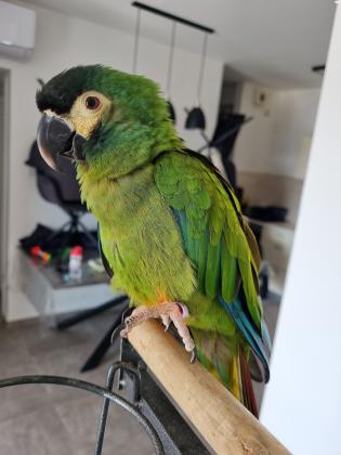 ארה ננסי בן שנה מדהים חביב מדבר ורוקד