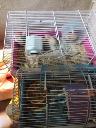 אוגרים חמודים ממש למכירה הם