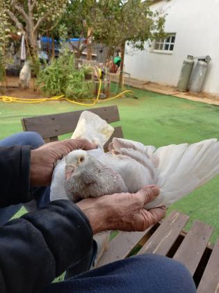 למכירה יונים דואר יפים במיוחד