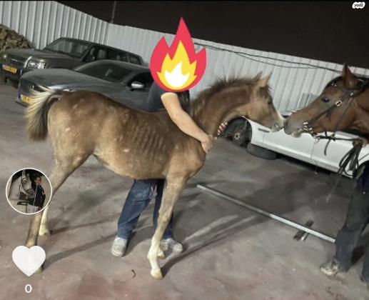 סוסה למכירה בת שמונה חודשים