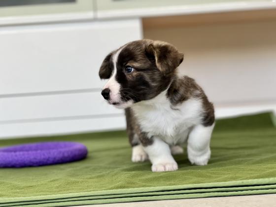 למכירה גורי וולש קורגי קרדיגן