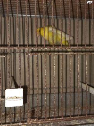 למכירה כנרים מוכנים לעבודה