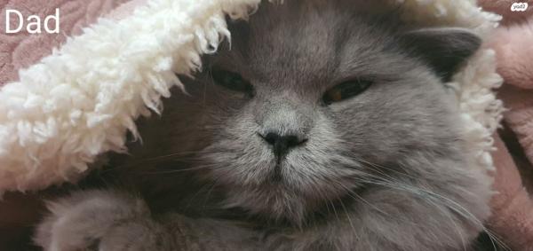 למכירה חתולים בריטיים גזעיים British