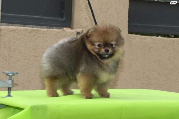 היום התקיימה ביקורת שגר להמלטה