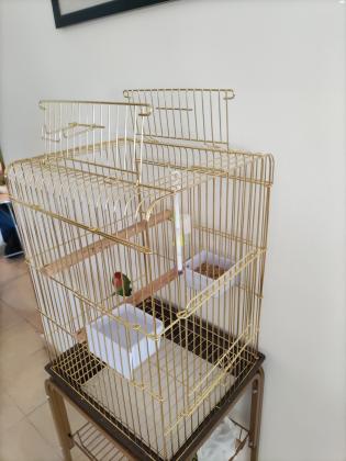 ציפור אהבה האכלת יד, לא