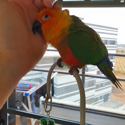 תוכי קוניור שמש יפיוף,האכלת יד