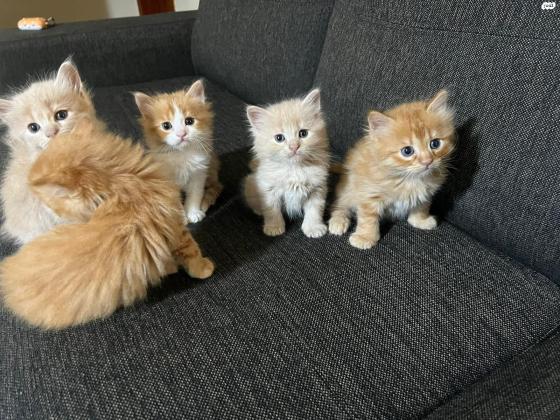 חתולים שירזי מתוקים בני חודש וחצי ,