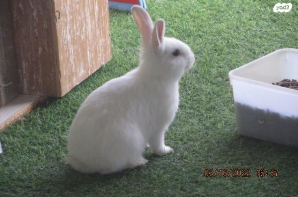 ארנבים יפים למכירה