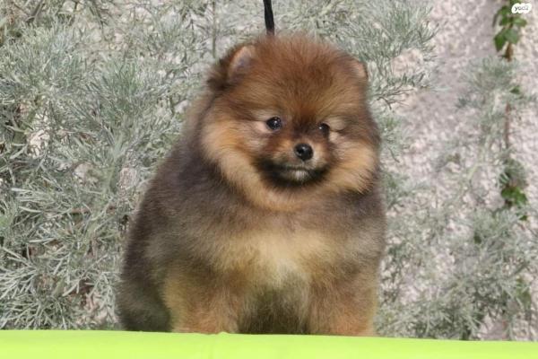 היום התקיימה ביקורת שגר להמלטה