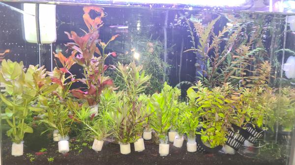 למכירה ממודיעין!צמחייה לאקווריום 15 שק...