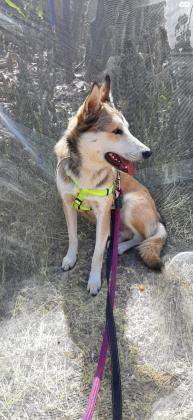 ג'ק מיני האסקי מעורב מתוק