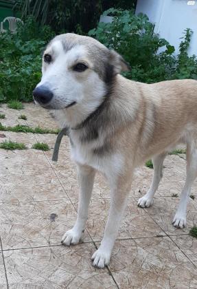 ג'ק מיני האסקי מעורב מתוק