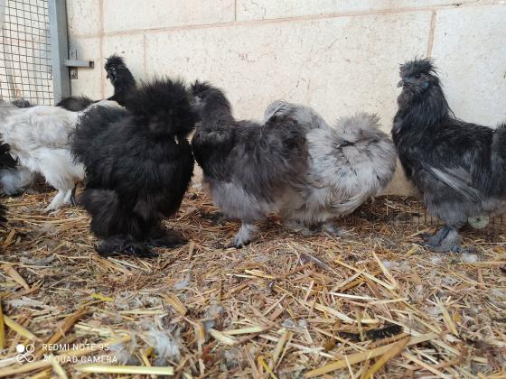 תרנגולות משי מדהימות בצבעים שחור,