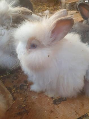 ארנבי ראש אריה (יש גם