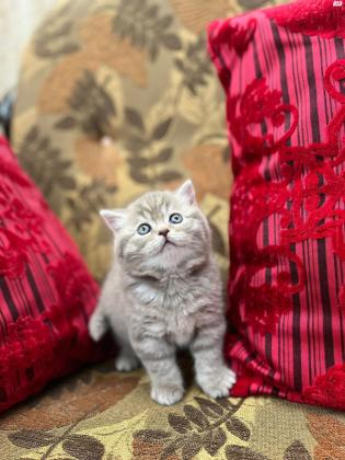 חתול סקוטי זכר