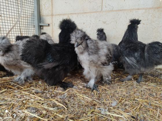 תרנגולות משי מדהימות בצבעים שחור,