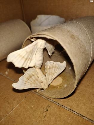 טוואי המשי ("תולעי משי"): זחלים