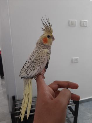 תוכי קוקטיל מאולף האכלת יד