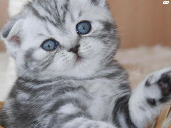 מוכר חתולים סקוטים למכירה אזור