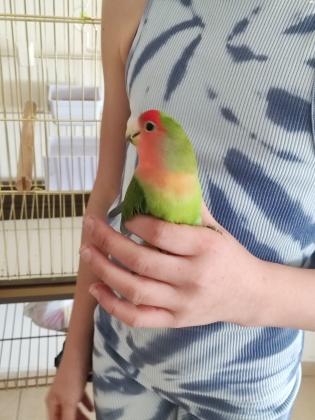 ציפור אהבה האכלת יד, לא