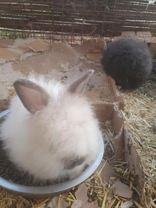 ארנבי ראש אריה (יש גם