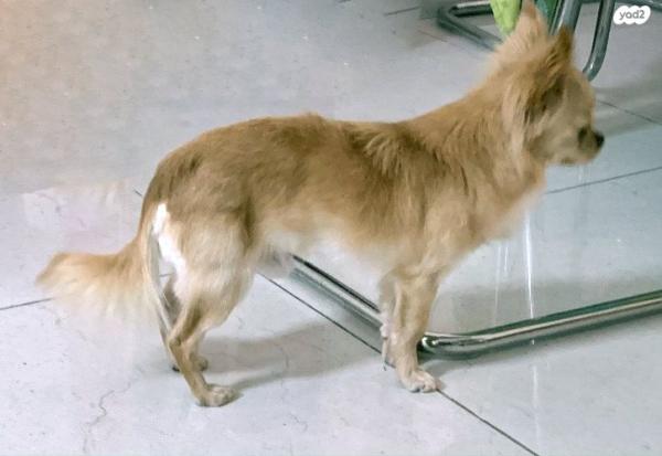 צ״יוואווה ארוך שיער גזעי מיבוא