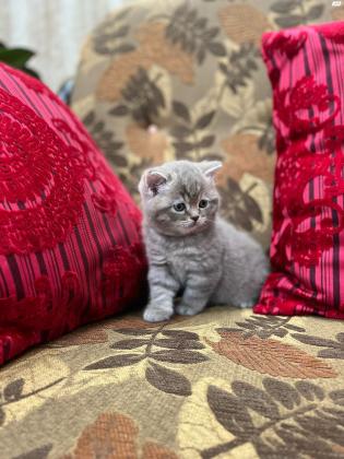 חתול סקוטי זכר