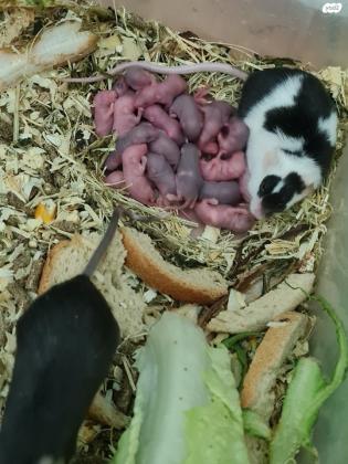 עכברים למכירה בשלל צבעים