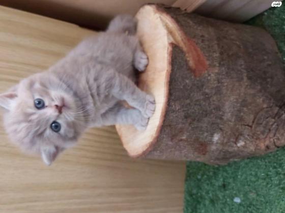 מוכר חתולים סקוטים למכירה אזור