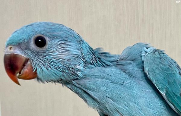 דררה זכר מושלם האכלת יד