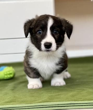 למכירה גורי וולש קורגי קרדיגן