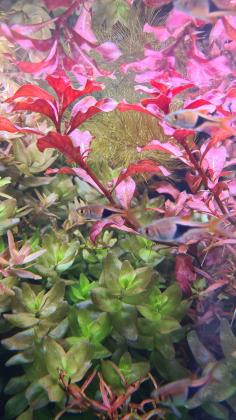 למכירה ממודיעין!צמחייה לאקווריום 15 שק...