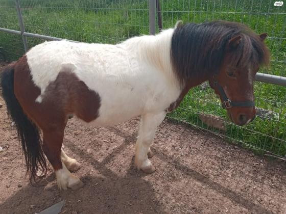 סוס פוני זכר מסורס