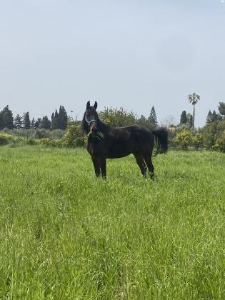 סוס טנסי מסורס שקט צעד