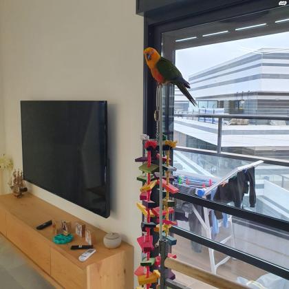 תוכי קוניור שמש יפיוף,האכלת יד