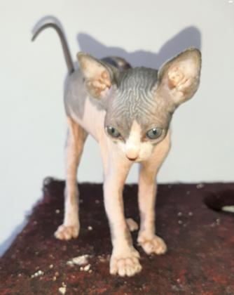 חתול ספינקס קנדי למכירה באילת