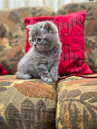 חתול סקוטי זכר