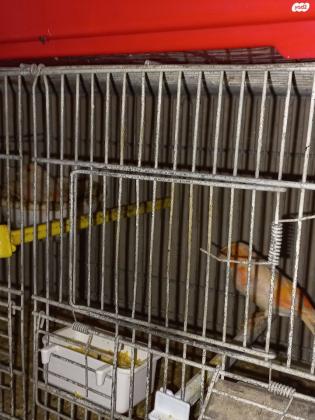 למכירה כנרים מוכנים לעבודה