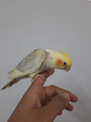 תוכי קוקטיל מאולף האכלת יד