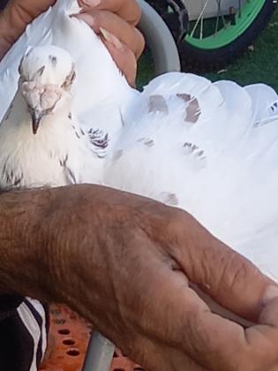 למכירה יונים דואר יפים במיוחד