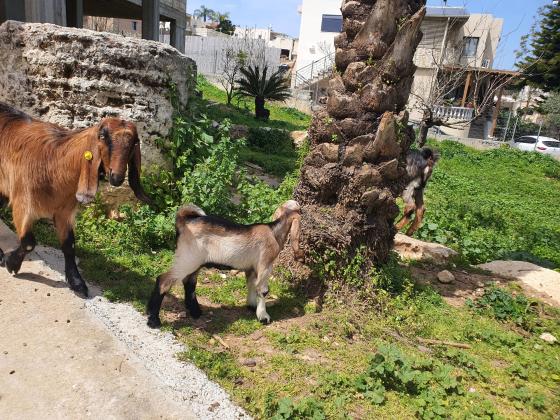 להקת עיזים בלאדי ברמה גבוהה