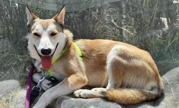 ג'ק מיני האסקי מעורב מתוק